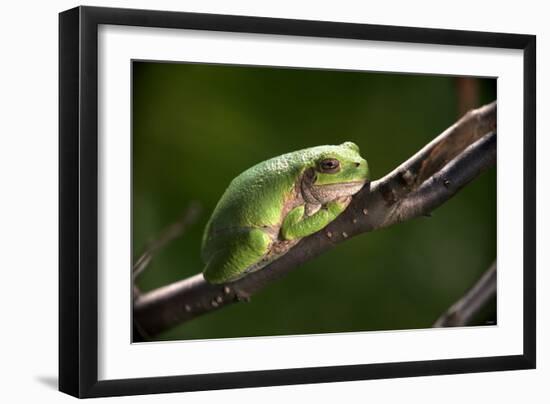 Frog-Gordon Semmens-Framed Photographic Print