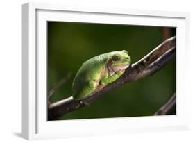 Frog-Gordon Semmens-Framed Photographic Print