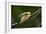 Frog-Gordon Semmens-Framed Photographic Print