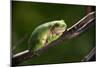 Frog-Gordon Semmens-Mounted Photographic Print