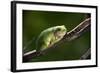 Frog-Gordon Semmens-Framed Photographic Print