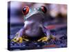 Frog-Sebastian Duda-Stretched Canvas