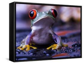 Frog-Sebastian Duda-Framed Stretched Canvas