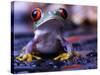 Frog-Sebastian Duda-Stretched Canvas