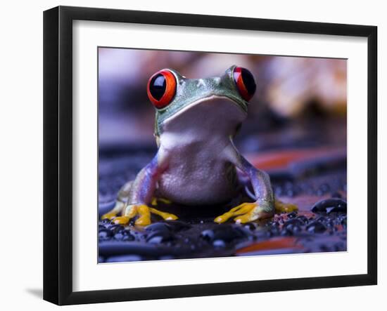 Frog-Sebastian Duda-Framed Photographic Print