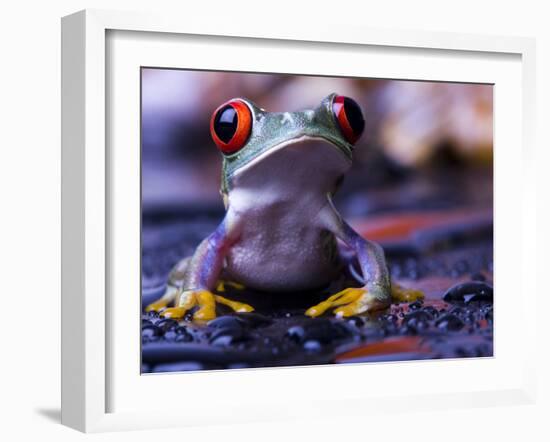 Frog-Sebastian Duda-Framed Photographic Print