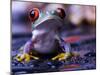 Frog-Sebastian Duda-Mounted Photographic Print