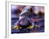 Frog-Sebastian Duda-Framed Photographic Print