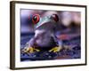 Frog-Sebastian Duda-Framed Photographic Print