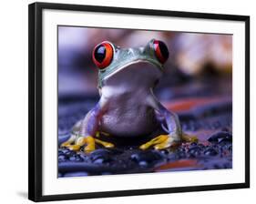 Frog-Sebastian Duda-Framed Photographic Print