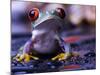 Frog-Sebastian Duda-Mounted Photographic Print