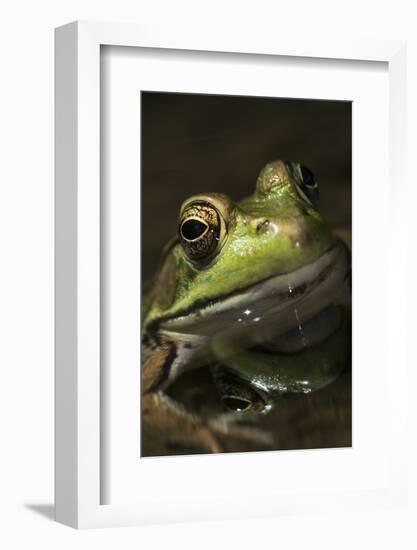 Frog-Lynn M^ Stone-Framed Photographic Print