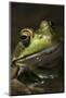 Frog-Lynn M^ Stone-Mounted Photographic Print