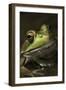 Frog-Lynn M^ Stone-Framed Photographic Print