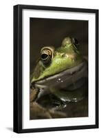 Frog-Lynn M^ Stone-Framed Photographic Print