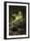 Frog-Lynn M^ Stone-Framed Photographic Print