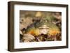 Frog-Lynn M^ Stone-Framed Photographic Print