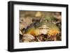 Frog-Lynn M^ Stone-Framed Photographic Print