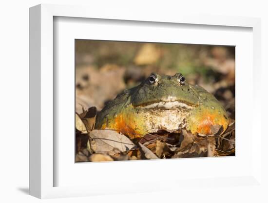 Frog-Lynn M^ Stone-Framed Photographic Print