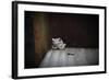 Frog-Julie Fain-Framed Art Print