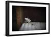 Frog-Julie Fain-Framed Art Print