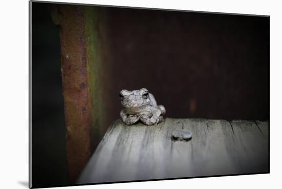 Frog-Julie Fain-Mounted Art Print