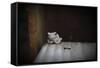 Frog-Julie Fain-Framed Stretched Canvas