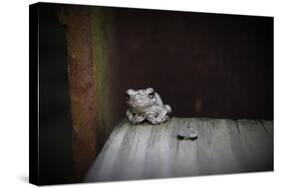 Frog-Julie Fain-Stretched Canvas