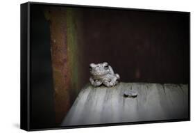 Frog-Julie Fain-Framed Stretched Canvas
