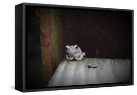 Frog-Julie Fain-Framed Stretched Canvas