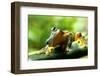 Frog-Dinda Yulianto-Framed Photographic Print