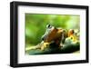 Frog-Dinda Yulianto-Framed Photographic Print