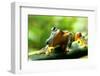 Frog-Dinda Yulianto-Framed Photographic Print