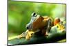 Frog-Dinda Yulianto-Mounted Photographic Print