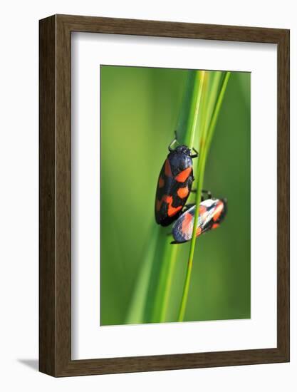 Froghoppers, Mating, Foreplay-Harald Kroiss-Framed Photographic Print