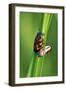 Froghoppers, Mating, Foreplay-Harald Kroiss-Framed Photographic Print