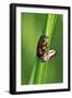 Froghoppers, Mating, Foreplay-Harald Kroiss-Framed Photographic Print
