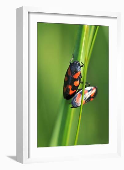 Froghoppers, Mating, Foreplay-Harald Kroiss-Framed Photographic Print