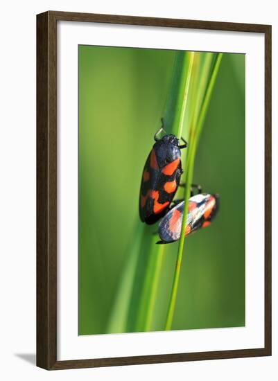 Froghoppers, Mating, Foreplay-Harald Kroiss-Framed Photographic Print