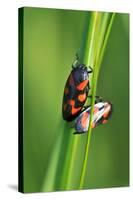 Froghoppers, Mating, Foreplay-Harald Kroiss-Stretched Canvas