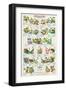 Frogs and Toads-null-Framed Art Print