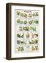 Frogs and Toads-null-Framed Art Print