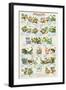 Frogs and Toads-null-Framed Art Print