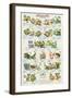Frogs and Toads-null-Framed Art Print