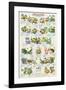 Frogs and Toads-null-Framed Art Print