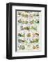 Frogs and Toads-null-Framed Art Print