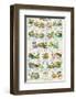 Frogs and Toads-null-Framed Art Print