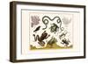 Frogs, Lizards, Snakes, Birds and Plants-Albertus Seba-Framed Art Print