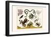 Frogs, Lizards, Snakes, Birds and Plants-Albertus Seba-Framed Art Print