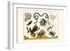 Frogs, Lizards, Snakes, Birds and Plants-Albertus Seba-Framed Art Print